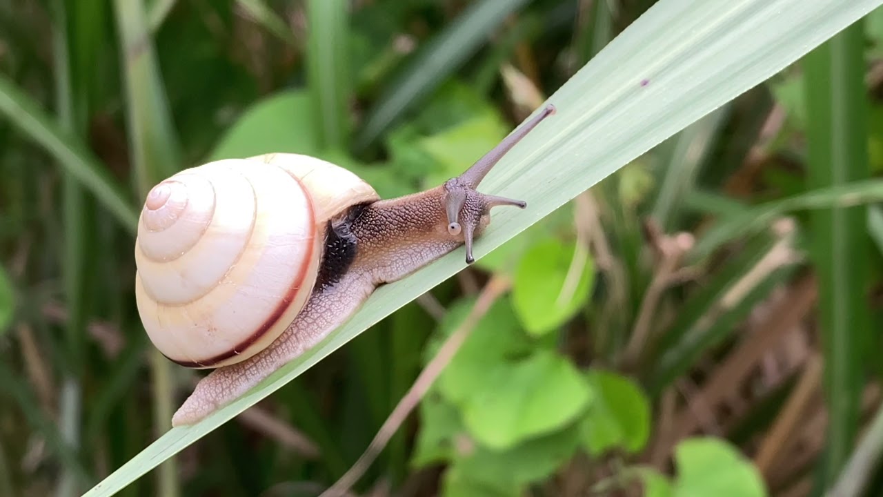 絶滅危惧 類 オキナワヤマタカマイマイ 沖縄のカタツムリ 生き物 Youtube