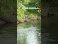 Рыба свободно плавает, форель или сазан, непонятно!