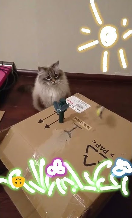 Кошка играет с механической игрушкой птичкой. Сибирская, Невская ...