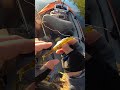 Bass Like Yum Breakn Shad (kayak fishing)