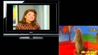 La ardilla kill bill y la maldita lisiada