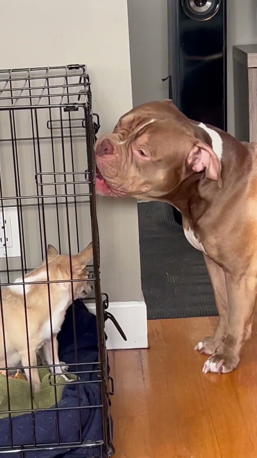 American Bully Opens Cage for his Dog Friend || ViralHog