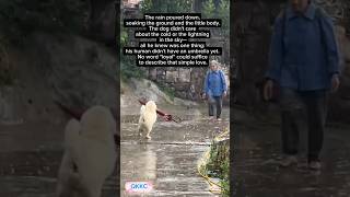 Download Lagu “He Never Left His Human 💔” #kindness , #emotionalstory , #sadvibes , #shorts . MP3