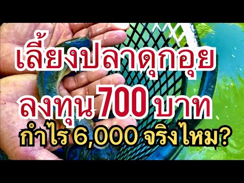 ลงทุนเลี้ยงปลาดุก 700 ได้กำไร 6,000 จริงไหม?