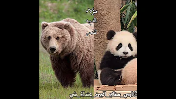 كتبت القطبي غلط عاتي بتس ممهدين الطريق ستراي كيدز قاده الجيل الرابع انهايبن مستقبل الكيبوب بلاكبينك 