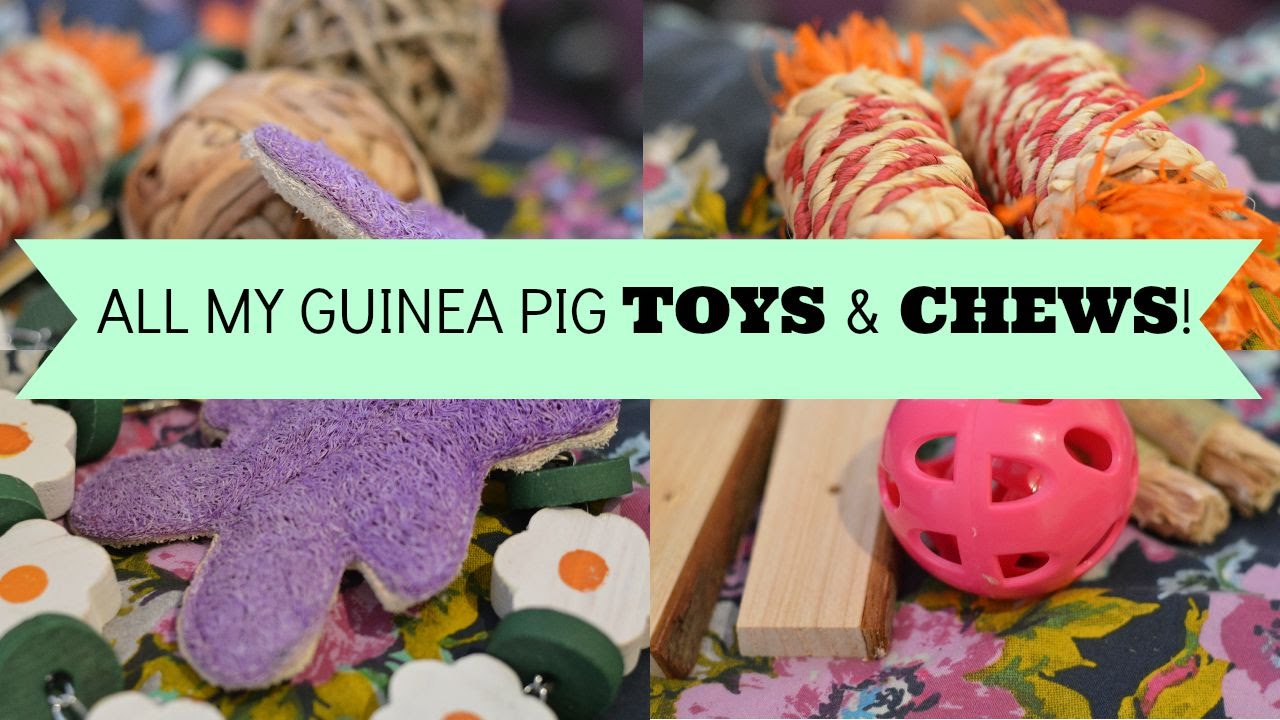 ALL MY GUINEA PIG TOYS AND CHEWS! Piggy YouTube