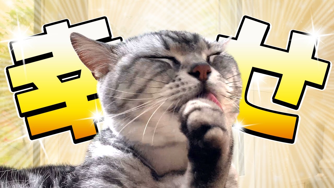 猫の仕草 あなたに 感謝 を伝えたいときの仕草 保護猫 Youtube