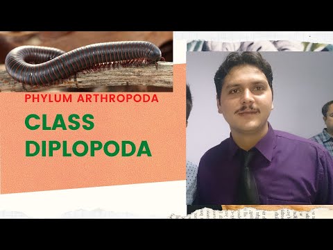 CLASS DIPLOPODA