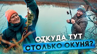 Откуда Тут Столько Окуня?