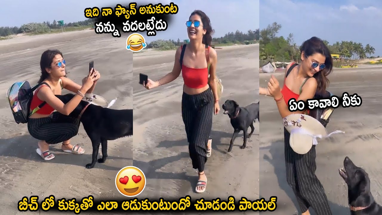 Actress Payal Rajput Playing with Dog in Goa Beach || Payal Rajput || Cinema Culture