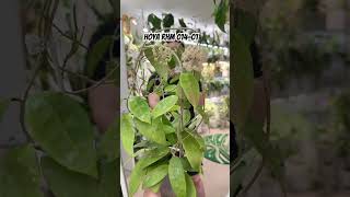 I Almost Missed This Hoya Blooming