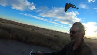 BTM &amp; Scarlet macaws flying together with me on the motorcycle