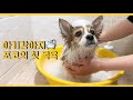 강아지 브이로그 :: 시고르자브종 아기강아지 쪼코의 첫 목욕 날🛁