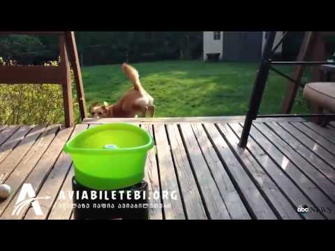 უსაყვარლესი ძაღლი funny cute dog