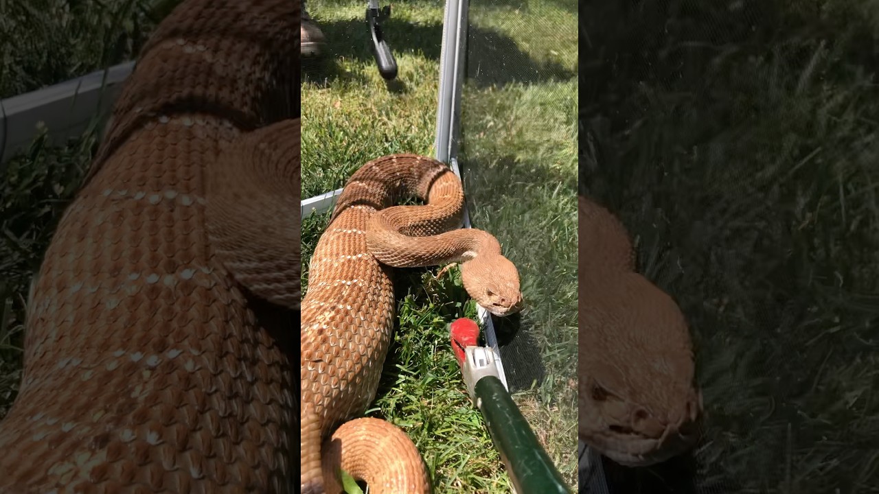 Biggest Rattlesnake I’ve encountered as a Snake Wrangler 🐍 Ever see bigger?