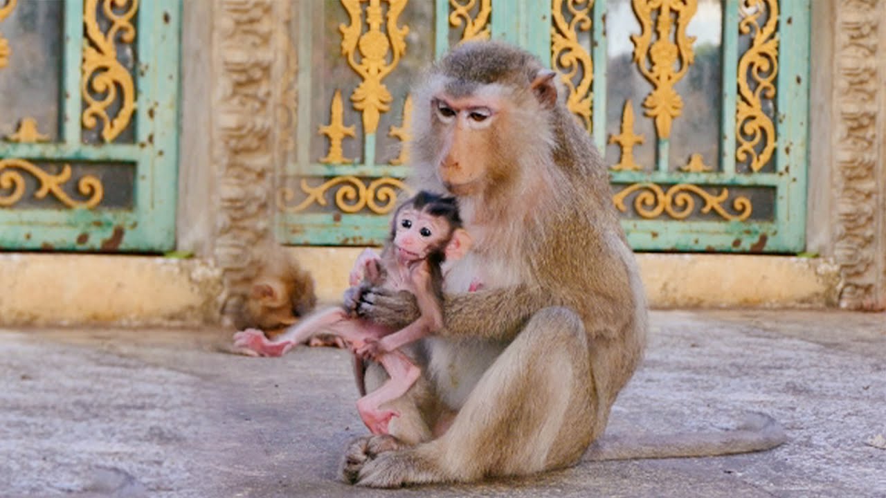 Excellent Protective Mommy...Teva Monkey Not Agrees To Approve Tesla Baby To Join Play With Alivia