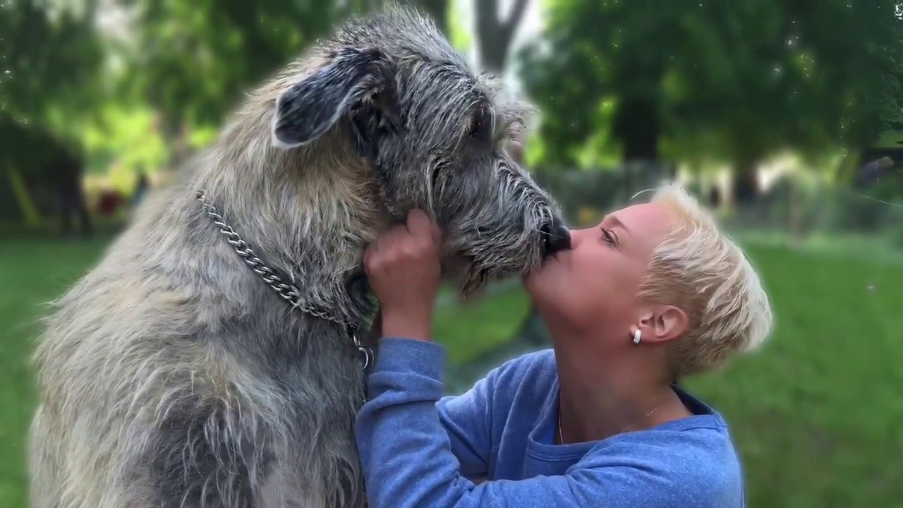 IRISH WOLFHOUND IRSKÝ VLKODAV ARON 2 roky