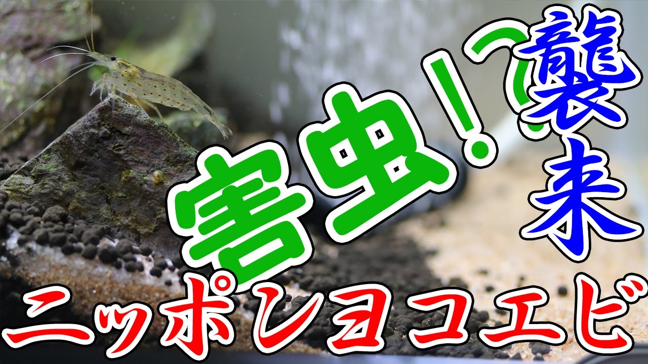 石組み水槽その後 害虫発生 ニッポンヨコエビ襲来 Gammarus Nipponensis Youtube