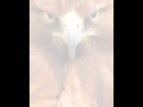 صدای پرندگان شکاری