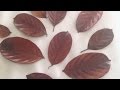 How to preserve leaves with glycerin  diy crafts tutorial  guidecentral