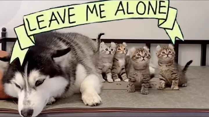 Watch the video about Kittens Annoy Siberian Husky Dog Brother