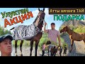 Улуктан АКЦИЯ башталды 👍ТАЙДЫ БЕКЕР БЕРЕМ 😱 ТАЙСОН 77