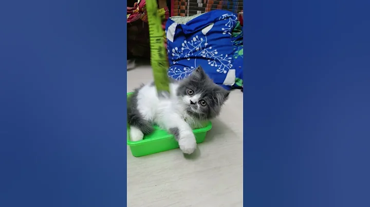 Video 10422841: persian cat pets dog, persian cat pet love, persian cat pets cute, persian cat funny pets, persian catlover pets