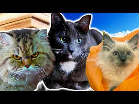 When Your Cat Finds a Bag & Learns FL Studio... 😻🔊 (Cat Meme Coffin dance Remix)