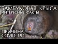 Бамбуковая крыса - интересные факты