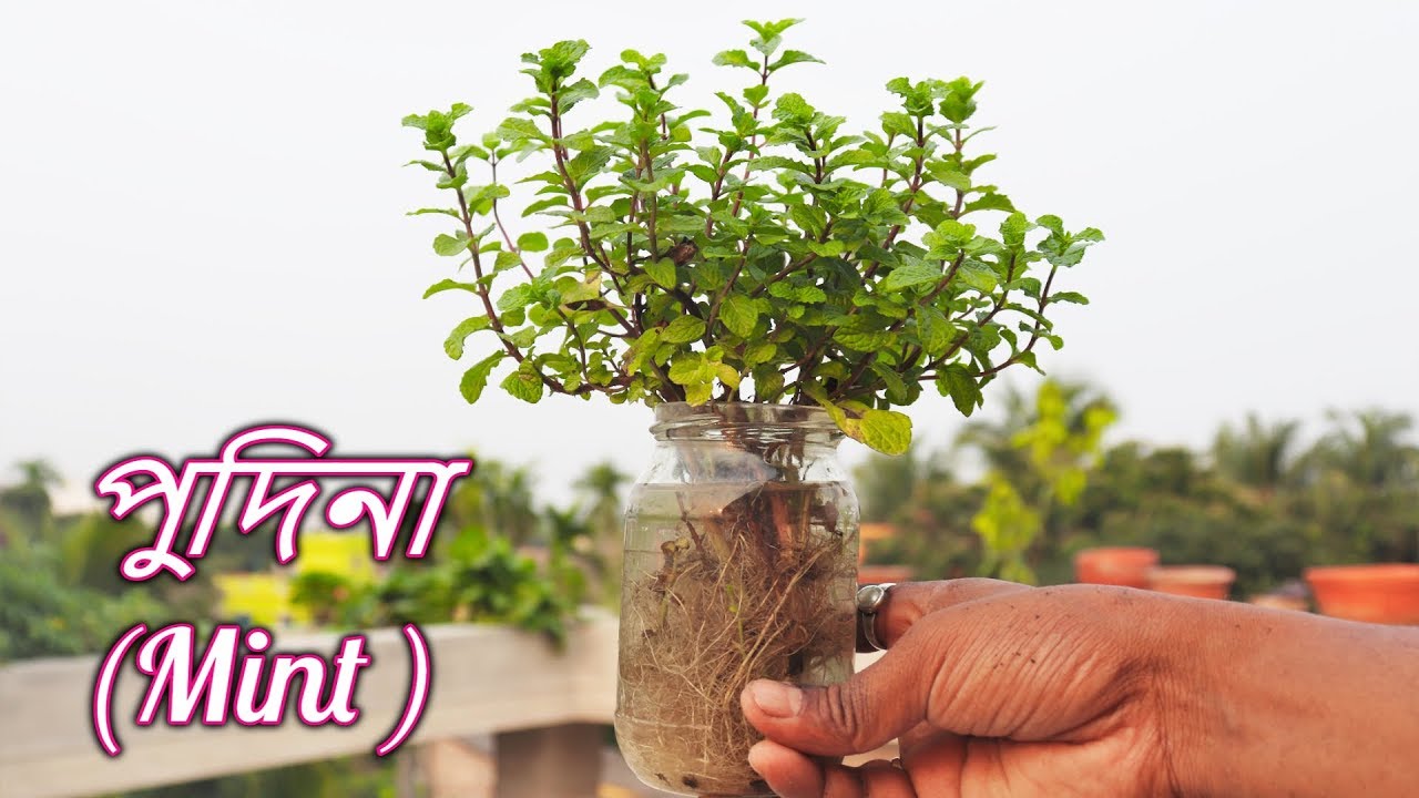 mint login সারাবছর বাড়িতে মাটি ছাড়া পুদিনা গাছ লাগানোর সহজ পদ্ধতি || MInt growing without soil at Home Easily
