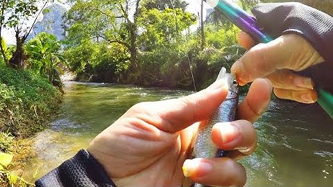 Câu cá mương sau lũ - bằng mồi bột đi câu một lúc là đầy cá