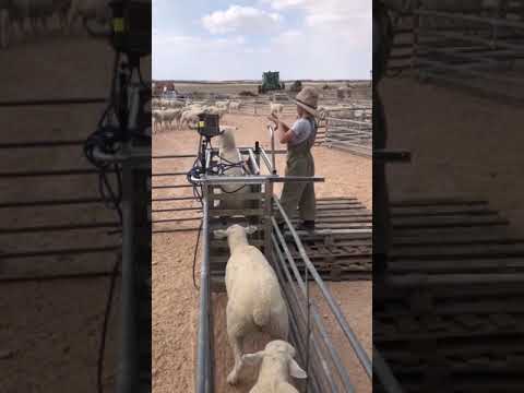 فيديو: من يربي الخراف للصوف؟