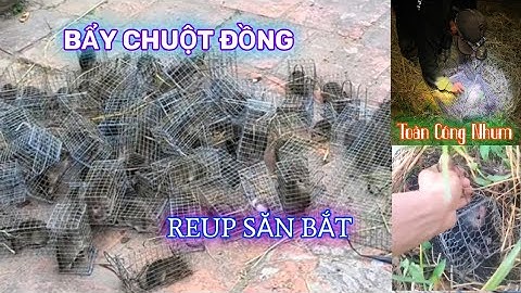 BẨY CHUỘT ĐỒNG MIỀN TÂY#videoreup