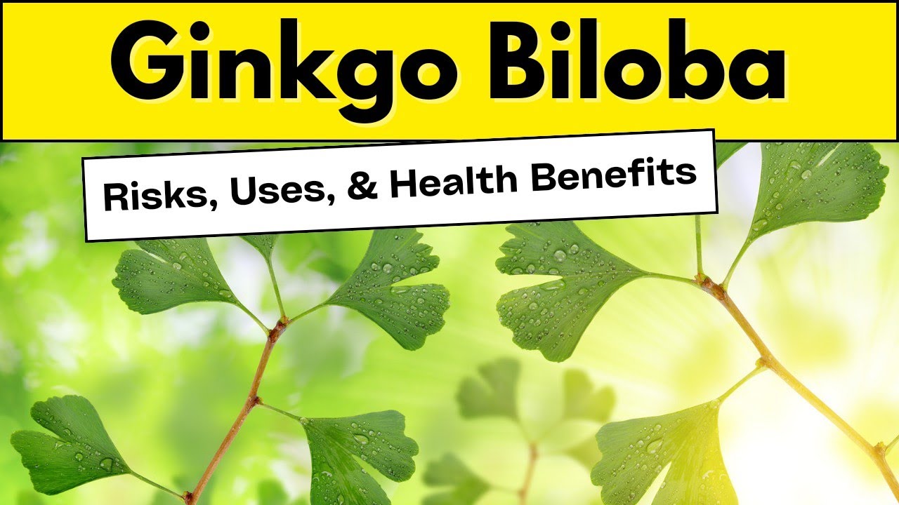 Para qué es bueno el ginkgo biloba