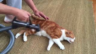 What Dyson can doVacuum clean and massage your cat.