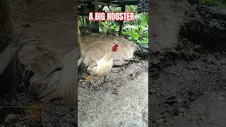 A Big Rooster Charity Channel