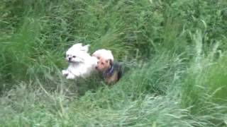 Cookie and Kiwi doing 'The Whoop-De-Dooper Bounce' by Charlotte Hanvidge 567 views 7 years ago 1 minute, 3 seconds