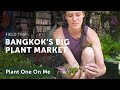 Chatuchak Plant Morning Market — Ep 134