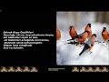 ŞAKRAK (ERİK KUŞU) Camachuelo en Mallabia ( Bullfinch )ÖTÜŞÜ