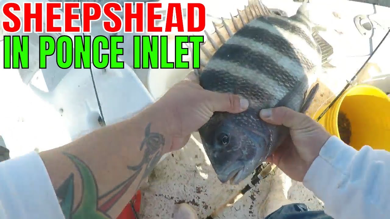 FUN DAY SHEEPSHEAD and BLACK DRUM FISHING IN PONCE INLET YouTube