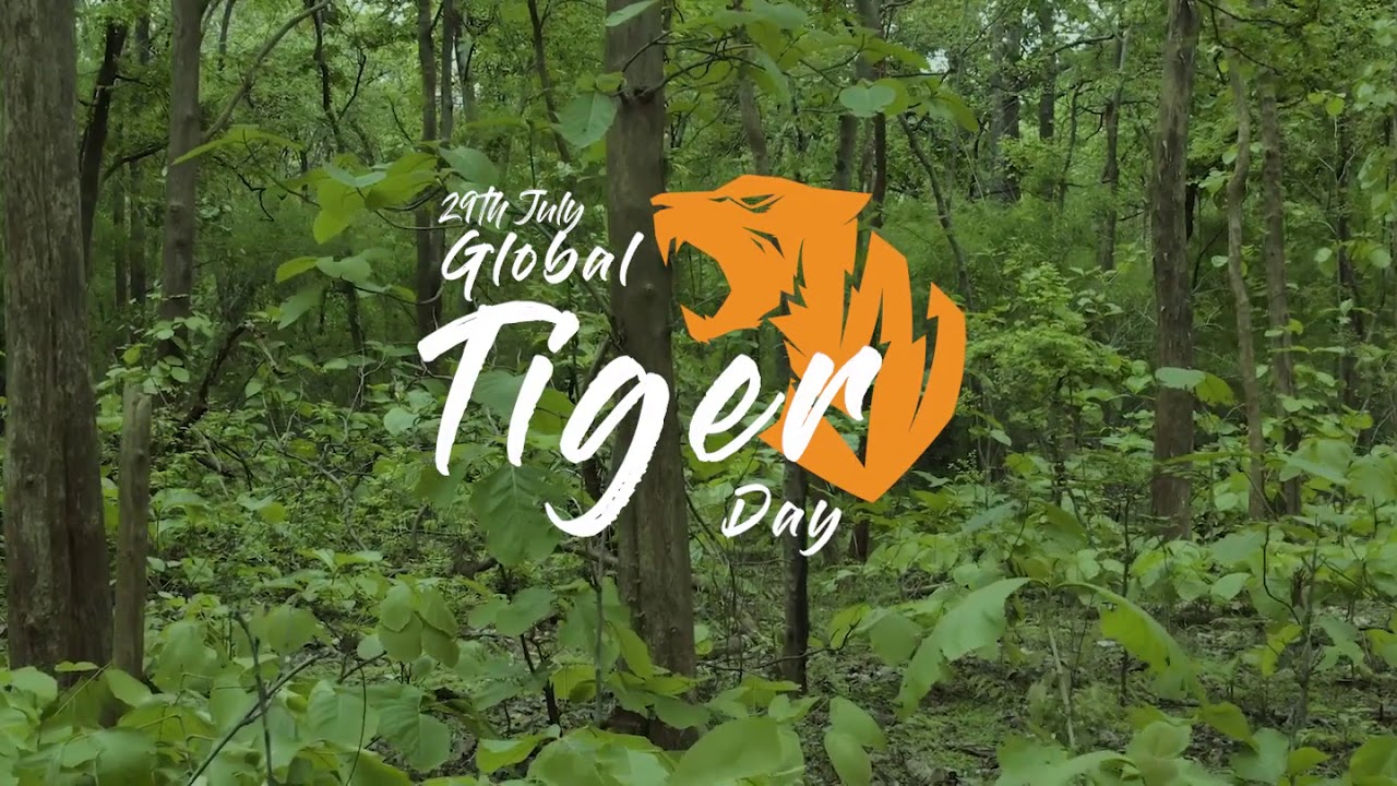 International tiger day