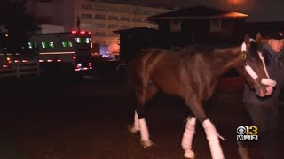 War Of Will Arrives At 230 Am To Prepare For Preakness