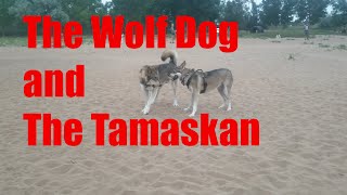 Tamaskan and WolfDog Play by Taming The Tamaskan 691 views 3 years ago 2 minutes, 3 seconds