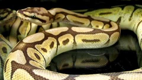 Brian Gundy Shares Post Shed Video Of 2010 Gold Blush Mojave Spider Ball Python