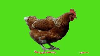 Green screen ayam