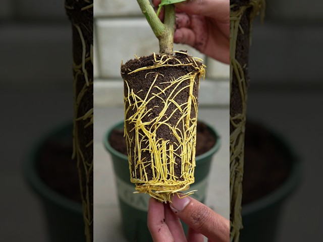 🌿Do you know, which Soil is best for propagation lemon tree from cuttings?🤔#gardening class=