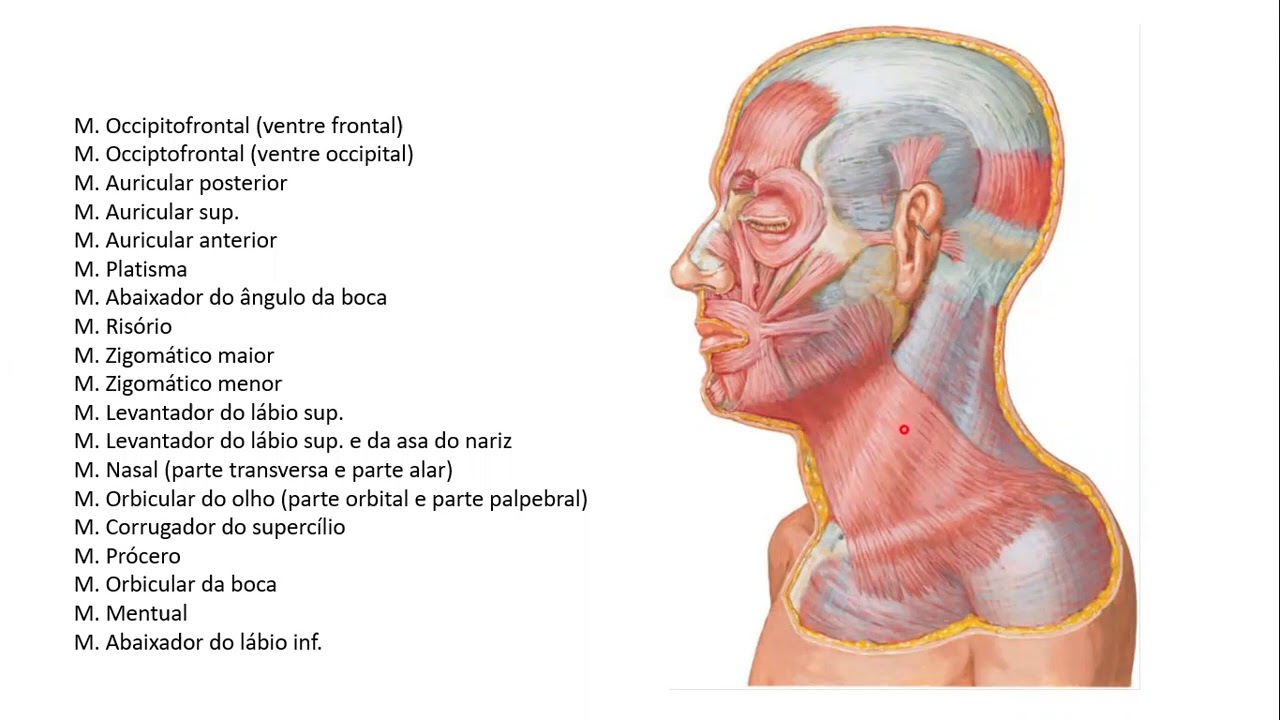 Músculos do crânio