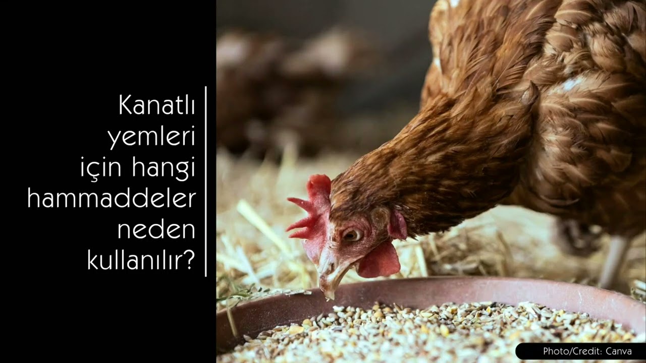 Kanatlı Hayvan Yemleri için Hangi Hammaddeler Ne Amaçla Kullanılır?