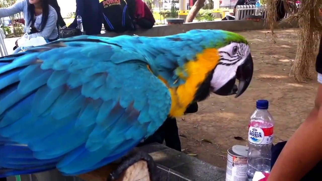 TERUNGKAP BURUNG INI BANYAK DICARI ORANG WALAUPUN HARGANYA MAHAL 