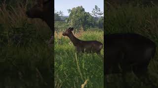 Kingdom Come: Deliverance II Henry of the Wilds